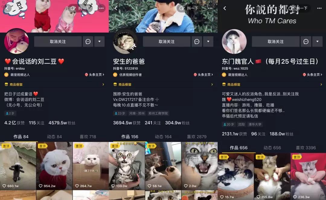 在抖音，如何捧红一只猫？