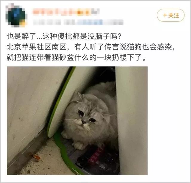 疫情之下，猫狗被活埋、焚烧、摔死：比病毒更可怕的，是丧失底线