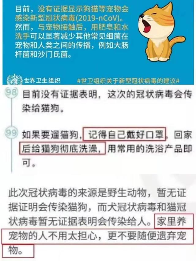 疫情之下，猫狗被活埋、焚烧、摔死：比病毒更可怕的，是丧失底线