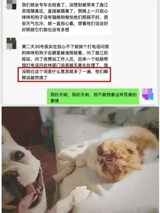 疫情之下，猫狗被活埋、焚烧、摔死：比病毒更可怕的，是丧失底线