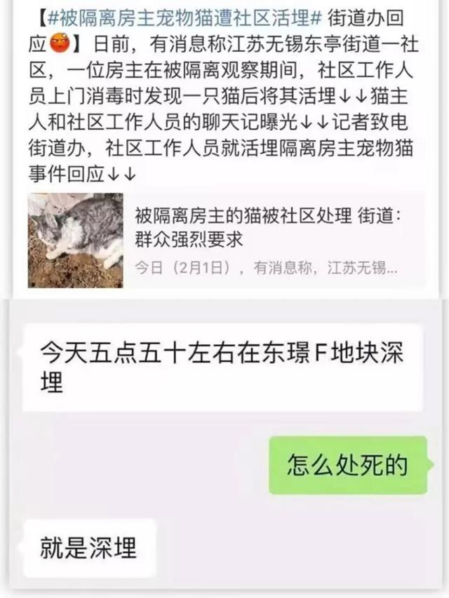 疫情之下，猫狗被活埋、焚烧、摔死：比病毒更可怕的，是丧失底线