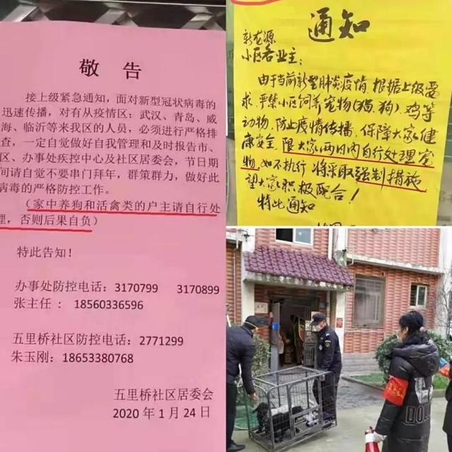 疫情之下，猫狗被活埋、焚烧、摔死：比病毒更可怕的，是丧失底线