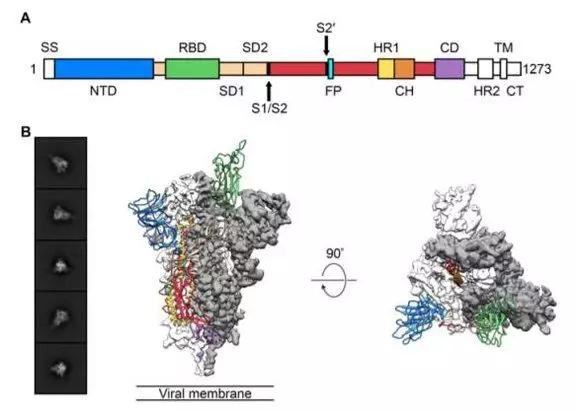 新冠病毒受体亲和性为SARS10-20倍：首次电镜解析S蛋白结构