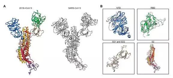 新冠病毒受体亲和性为SARS10-20倍：首次电镜解析S蛋白结构